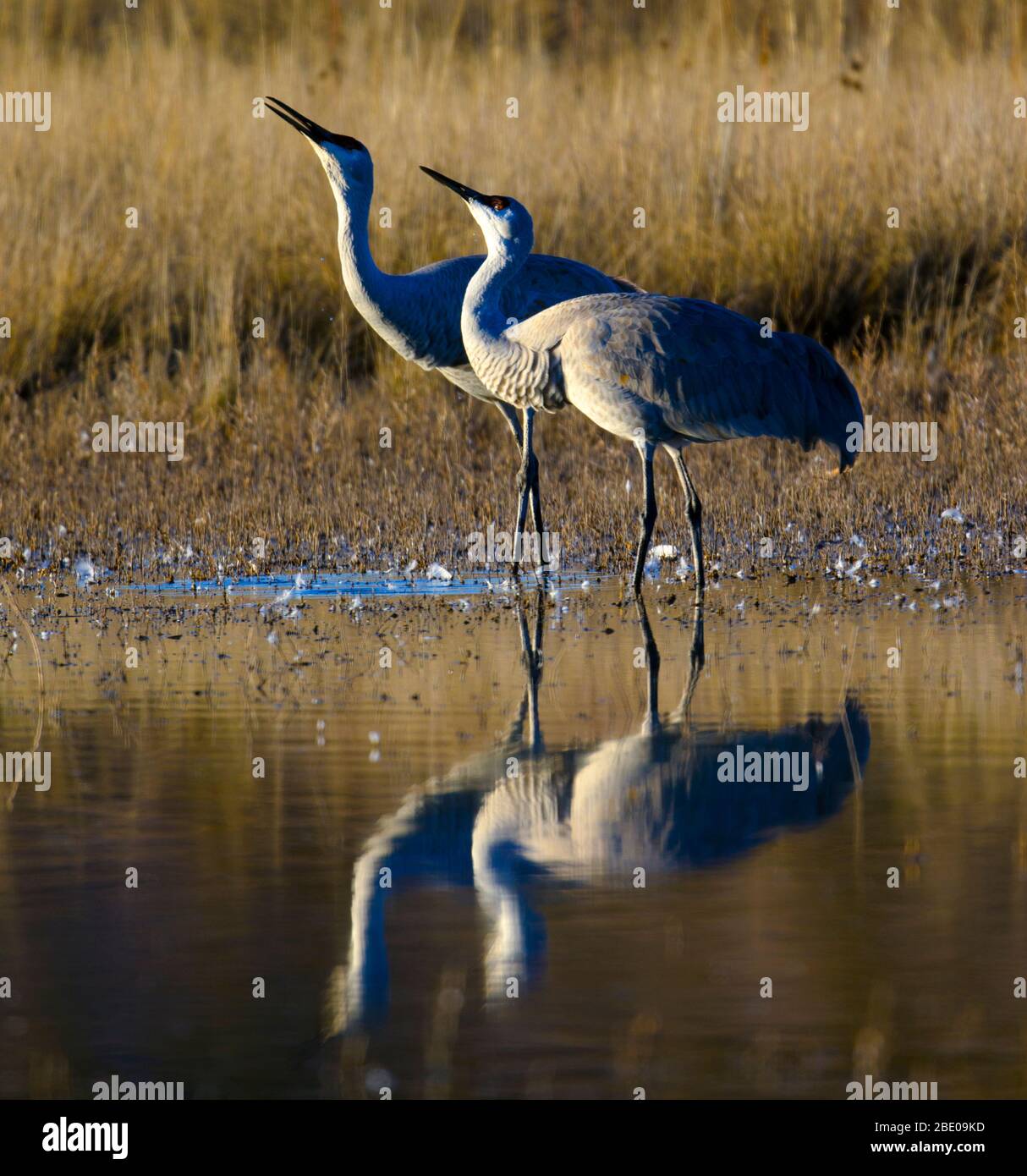 Sandhill cranes by lake, Socorro, New Mexico, USA Stock Photo