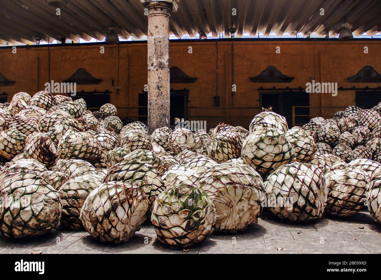 Tequila Agave in distillery waiting for processing, tequila factory
