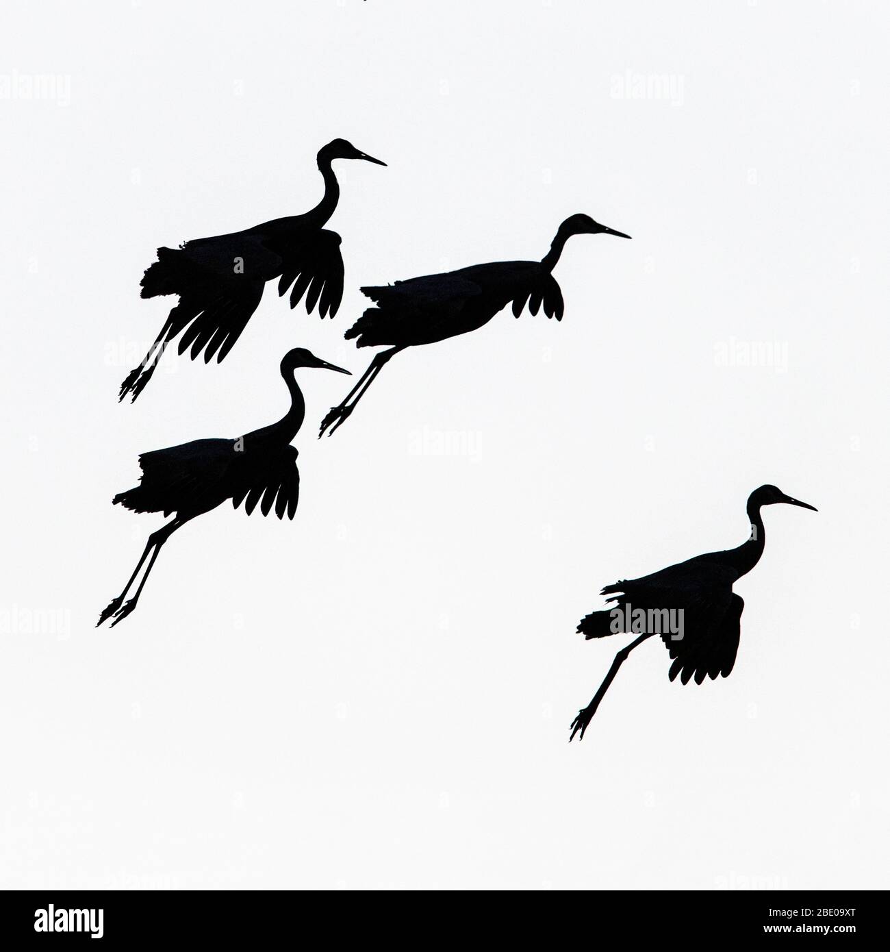 Flying cranes against sky, Socorro, New Mexico, USA Stock Photo