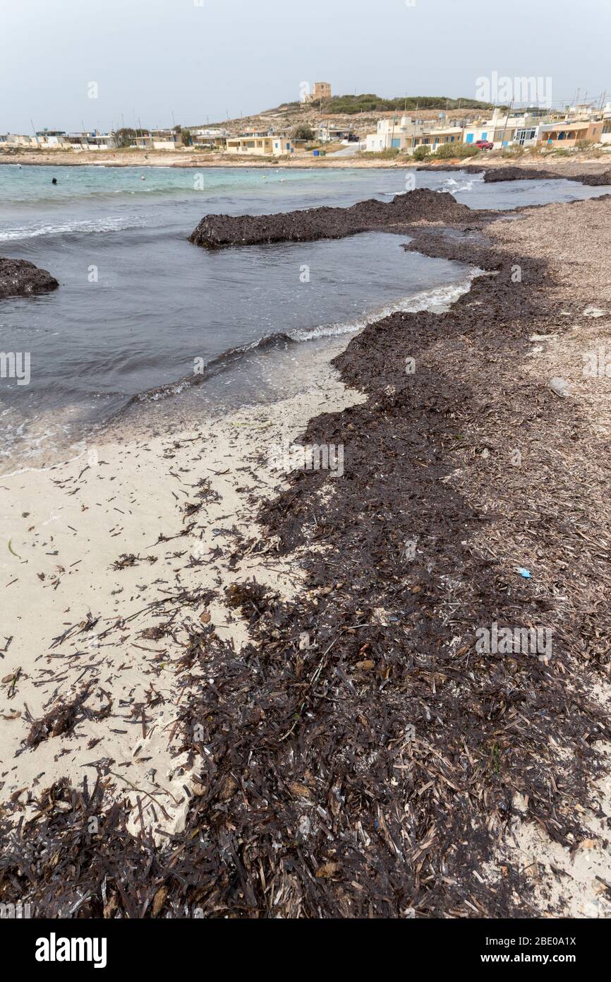 Decomposing seaweed on strand line, Little Armier Bay, Ramla tat-Torri Stock Photo
