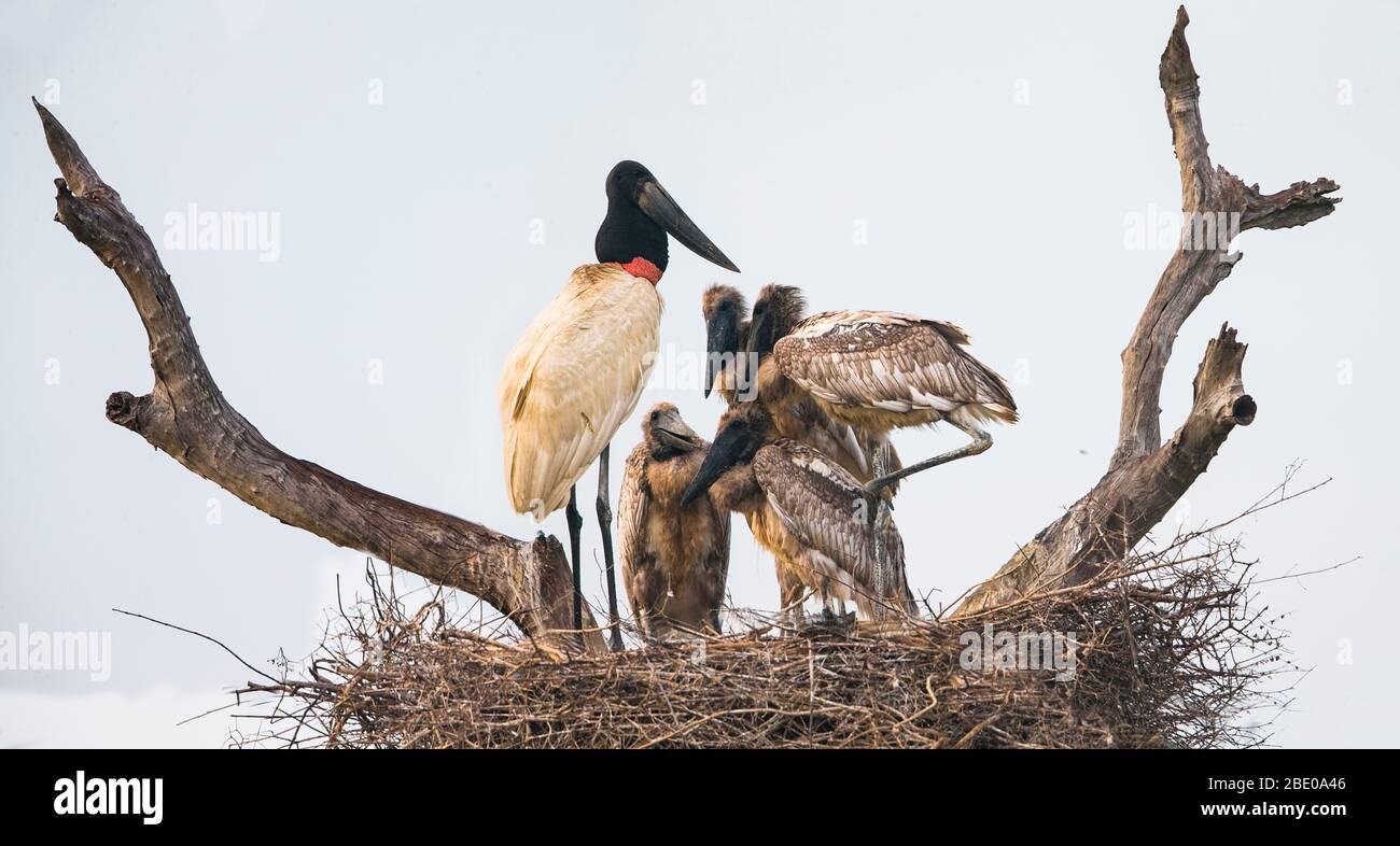 Jabiru storks in nest, Porto Jofre, Mato Grosso, Brazil Stock Photo
