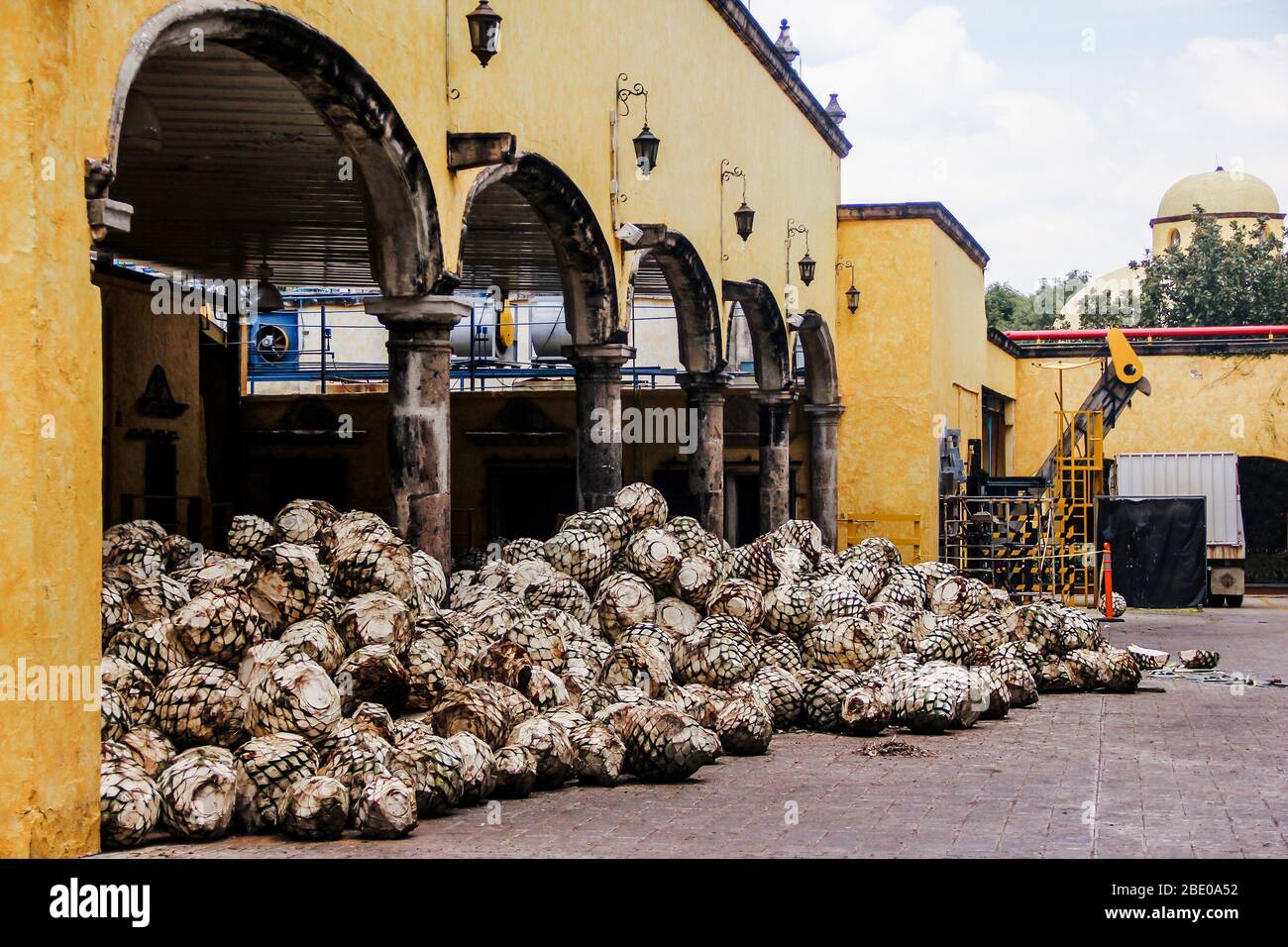 Tequila Agave in distillery waiting for processing, tequila factory