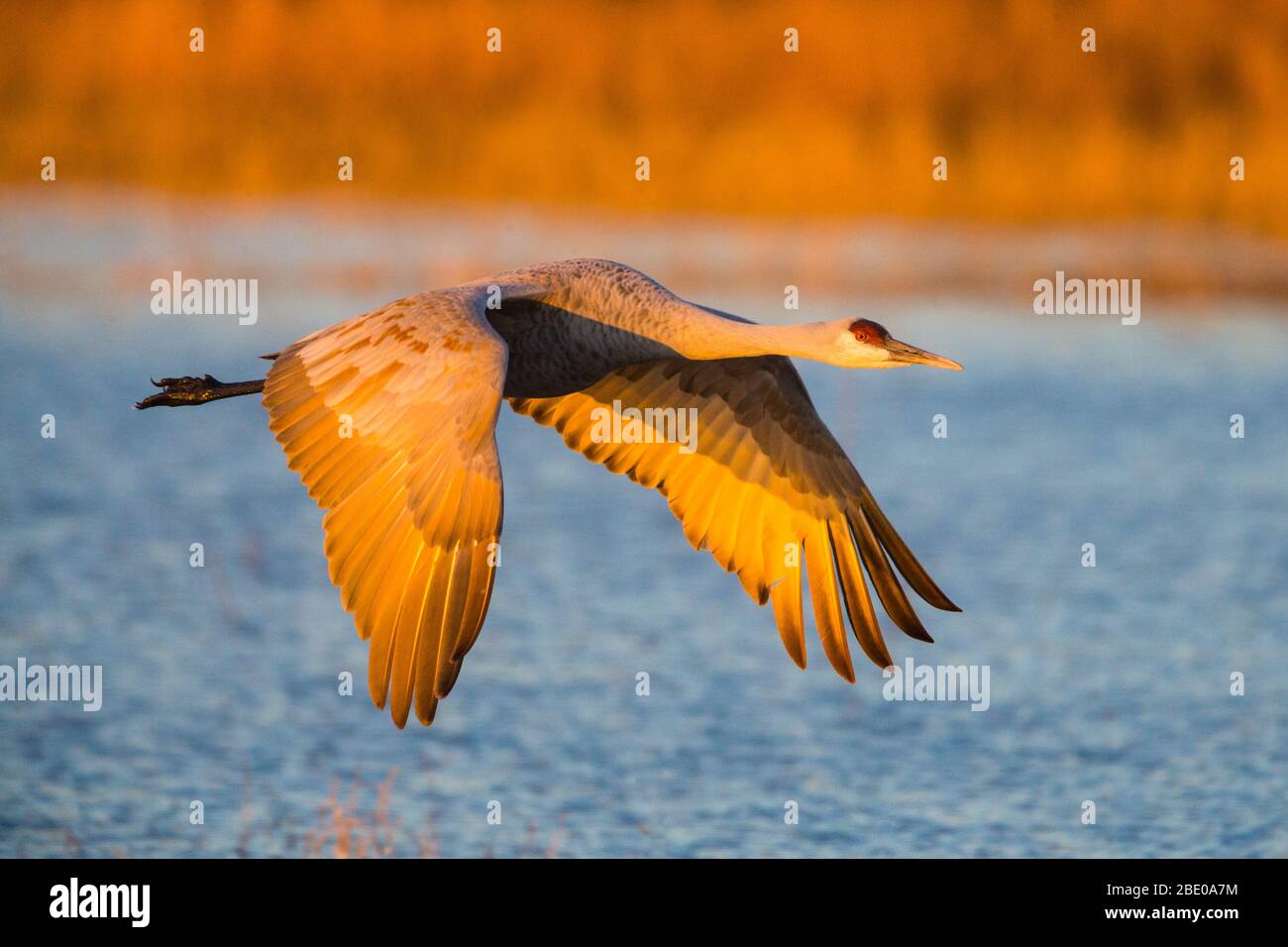 Sandhill crane flying over lake at sunset, Socorro, New Mexico, USA Stock Photo