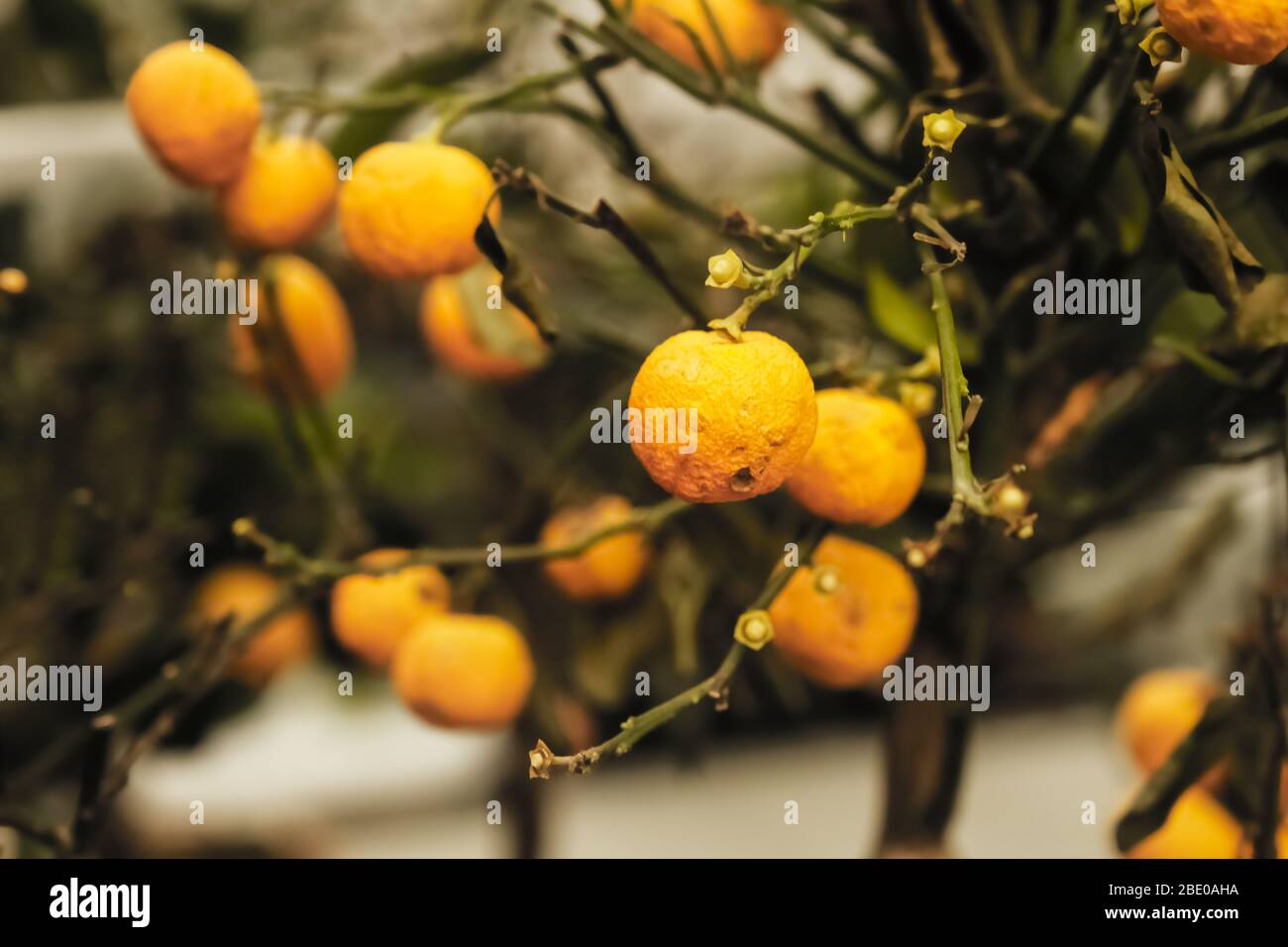 An Orange Tree Is An Infected Plant Potted Plants With Dead Plants Care For Home Plants Plant Diseases Stock Photo Alamy An Orange Tree Is An Infected Plant Potted Plants With Dead Plants Care For Home Plants Plant Diseases Stock Photo Alamy