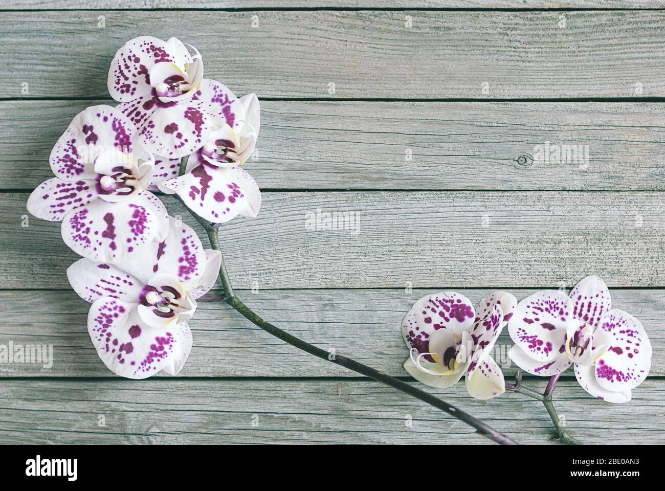 white orchids with purple spots on gray wooden background Stock Photo
