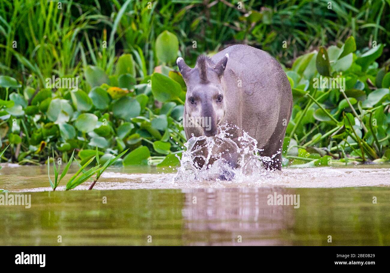 Brazilian tapir (Tapirus terrestris) walking on riverbank of Cuiaba River, Porto Jofre, Pantanal, Brazil Stock Photo