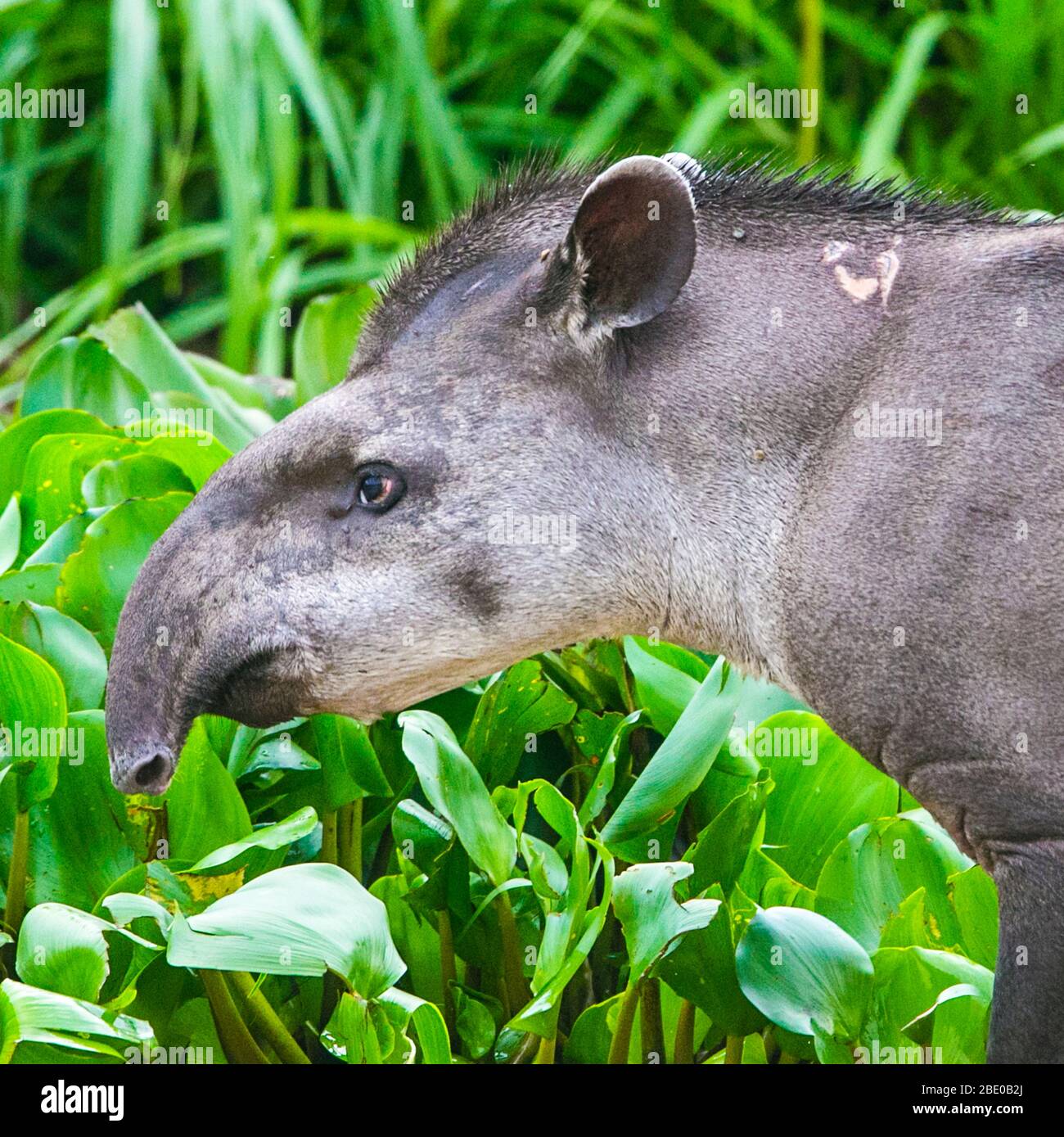 Portrait of Brazilian tapir (Tapirus terrestris) standing outdoors, Porto Jofre, Pantanal, Brazil Stock Photo