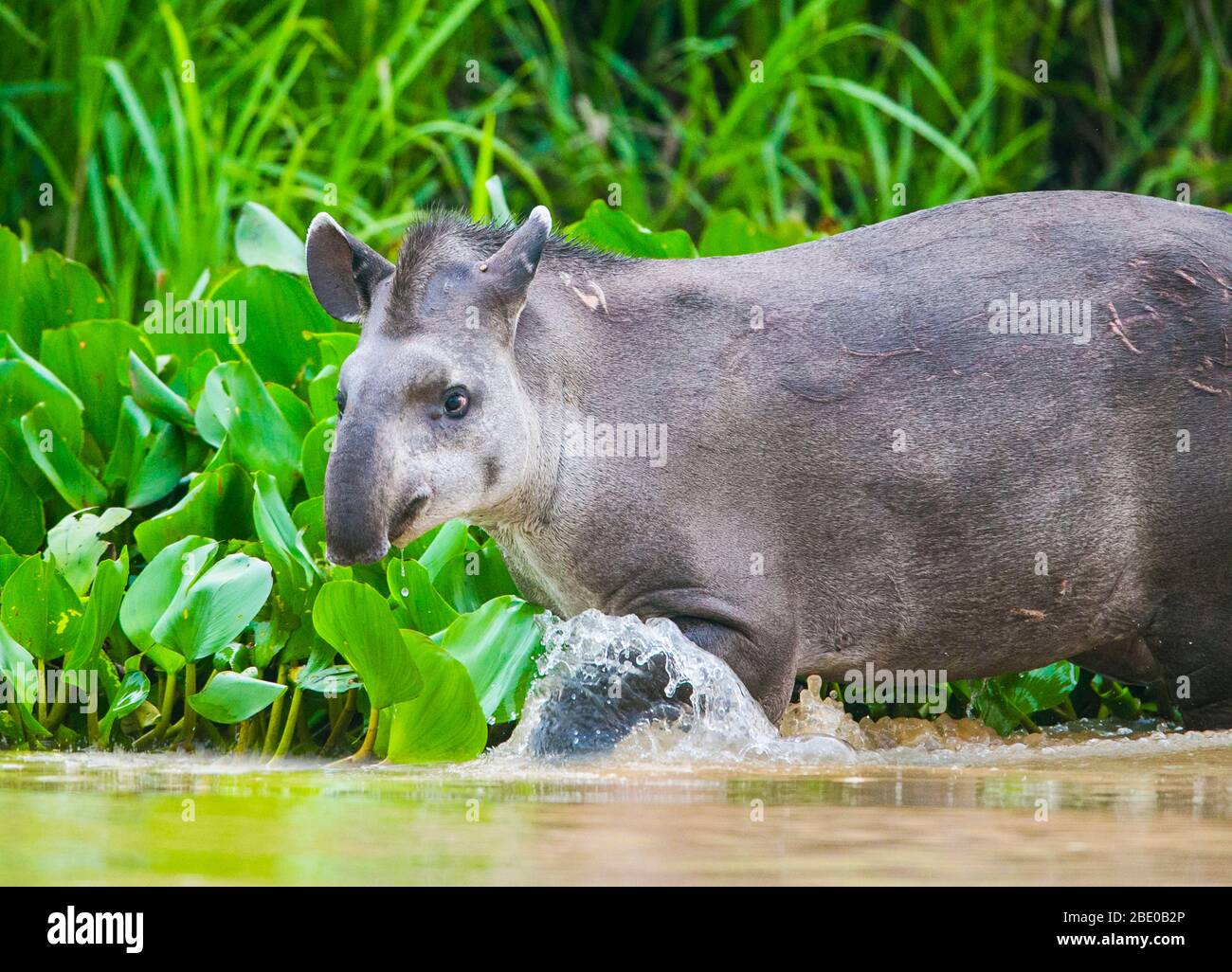 Brazilian tapir (Tapirus terrestris) walking on riverbank of Cuiaba River, Porto Jofre, Pantanal, Brazil Stock Photo