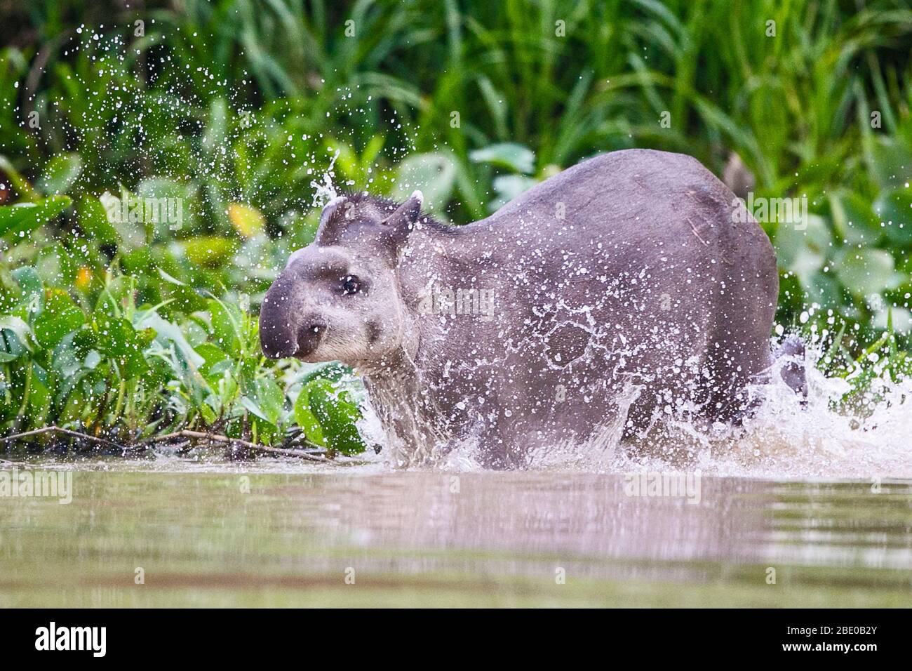 Brazilian tapir (Tapirus terrestris) splashing on riverbank of Cuiaba River, Porto Jofre, Pantanal, Brazil Stock Photo