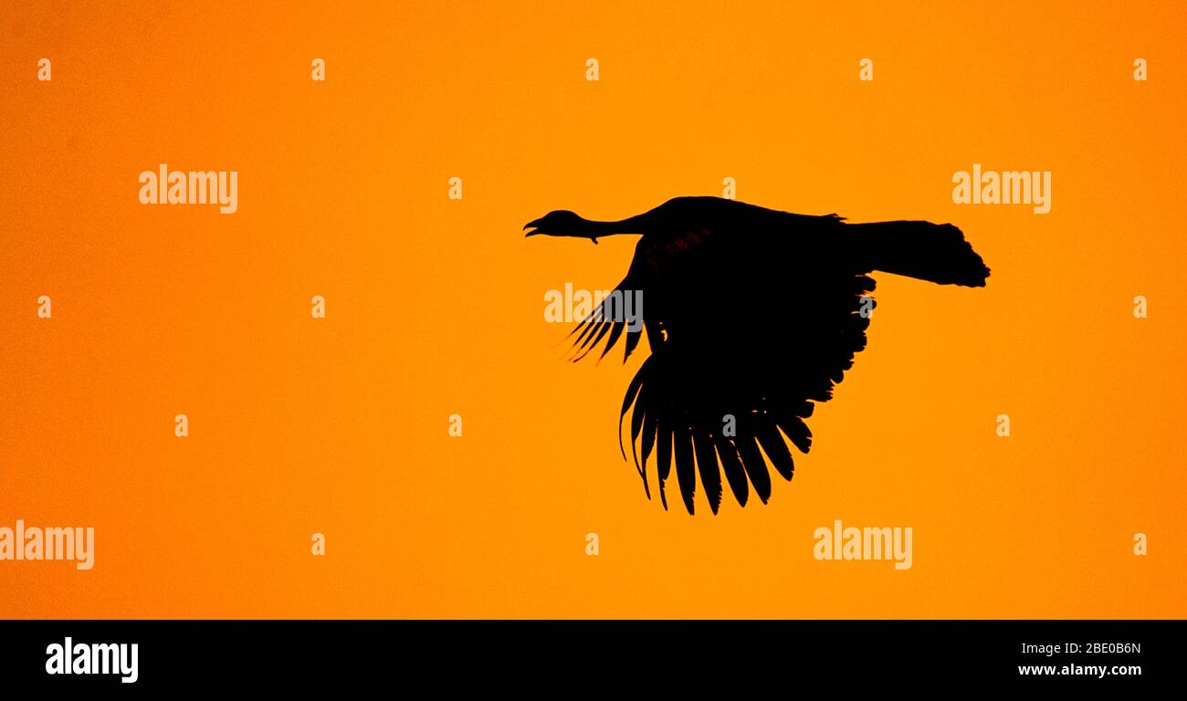 Silhouette of blue-throated piping guan (Pipile cumanensis) flying against clear orange sky at dusk, Porto Jofre, Pantanal, Brazil Stock Photo