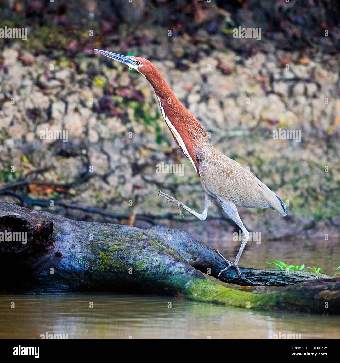 Tigrisoma lineatum hi-res stock photography and images - Alamy