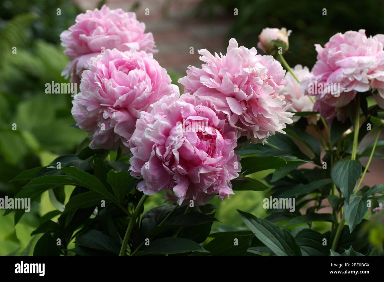 Beautiful pink peonies bloom in the summer garden. Paeonia  lactiflora Sarah Bernhardt. Stock Photo