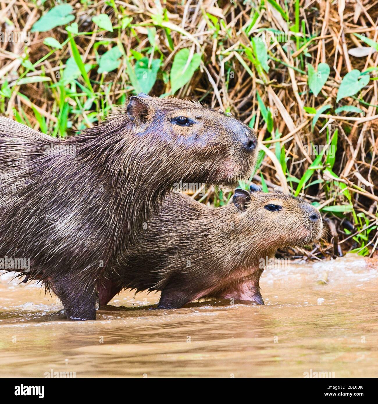 Capybara (Hydrochoerus hydrochaeris) couple in Cuiaba River, Porto Jofre, Mato Grosso, Brazil Stock Photo