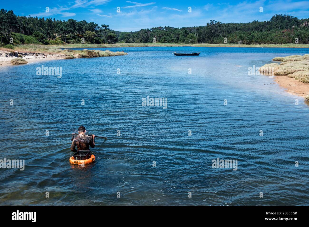 Man wading to dig clams with rake and a floating basket with a traditional shellfish boat Bateira in the background on Obidos lagoon Portugal Stock Photo