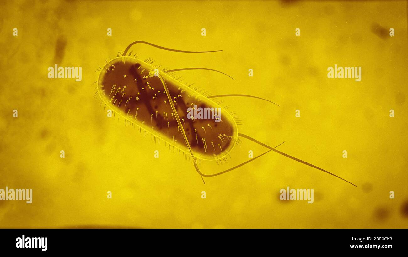 3d Escherichia Coli E Coli Cells Or Bacteria Under Microscope 3d Illustration Stock Photo Alamy