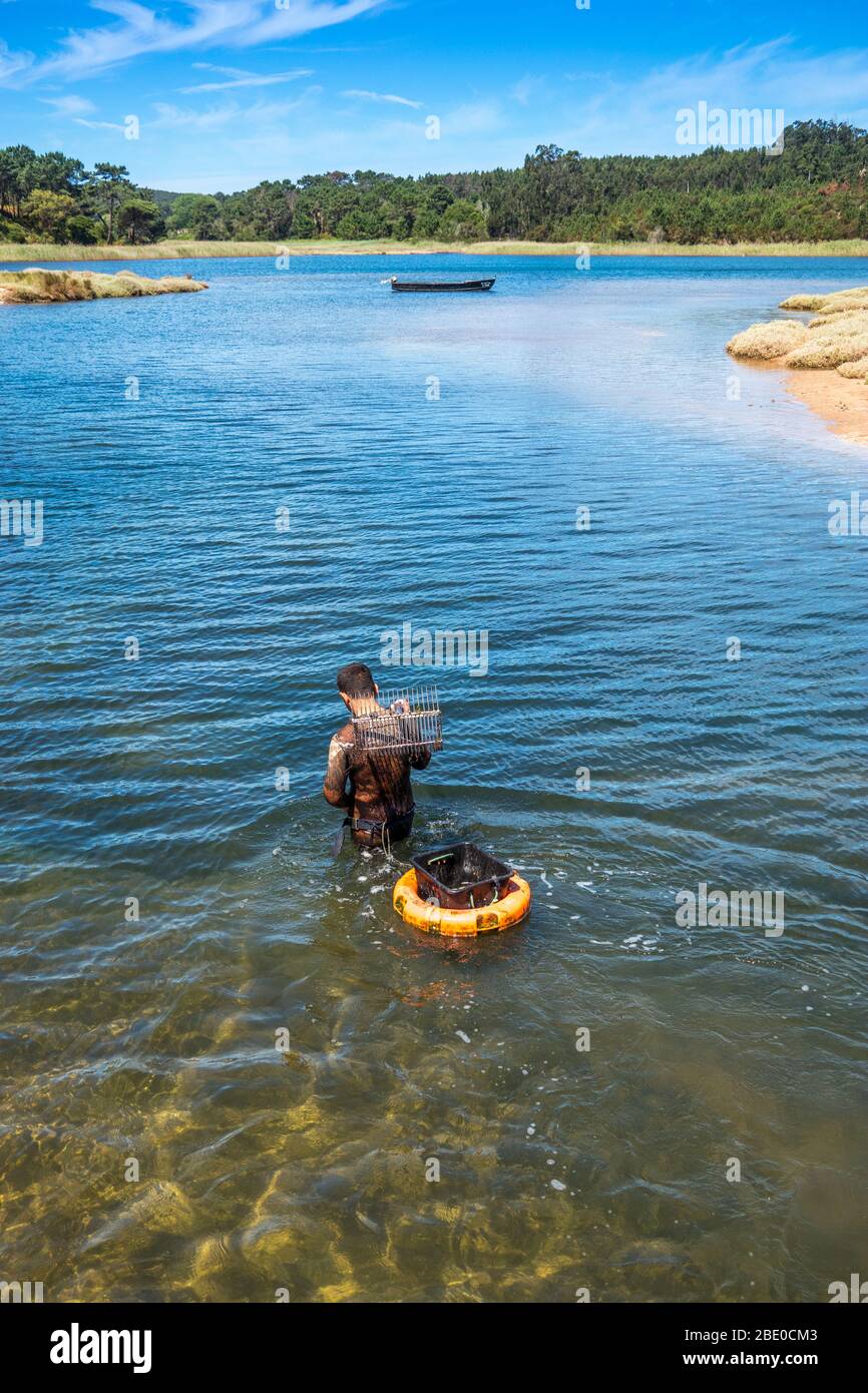 Man wading to dig clams with a rake over his shoulder with a floating basket with traditional shellfish boat Bateira on Obidos lagoon Portugal Stock Photo