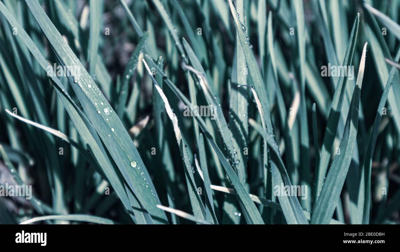 Green fresh spring garlic grass grow in garden. Macro wet droplet lawn color graded background Stock Photo