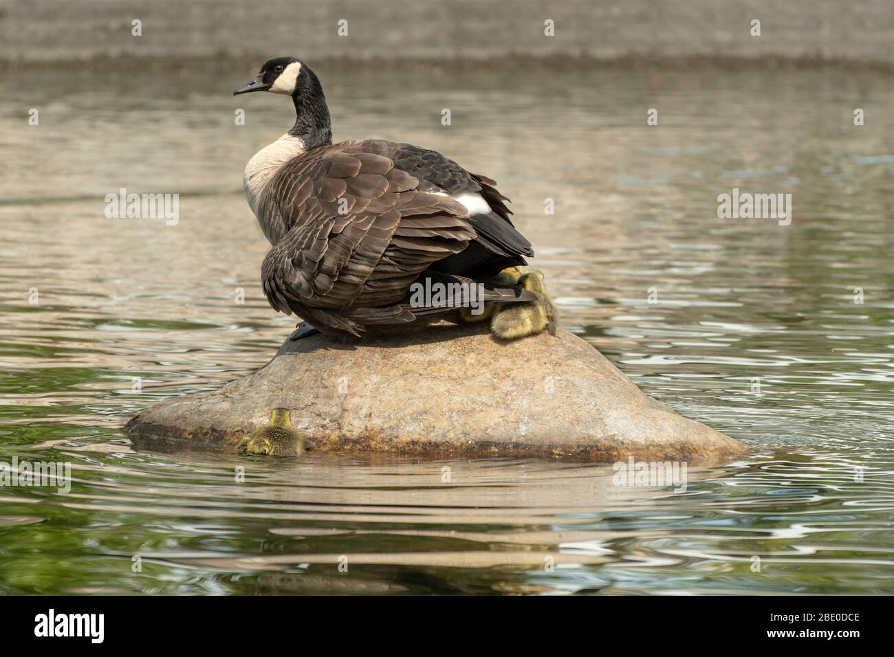 Canadian goose protecting goslings Stock Photo