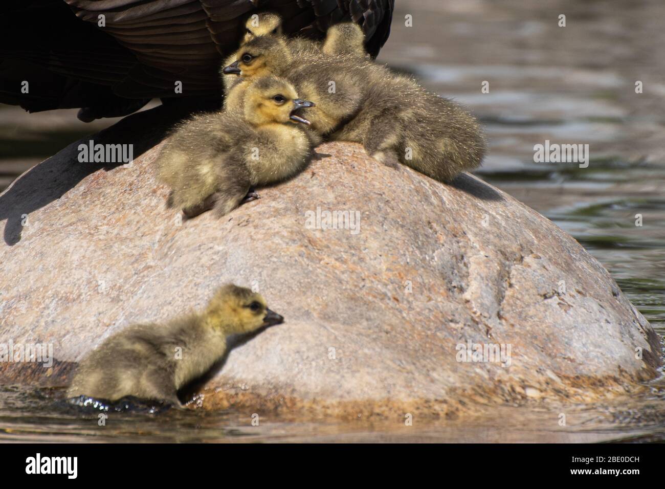 baby goslings on a rock together cute Stock Photo