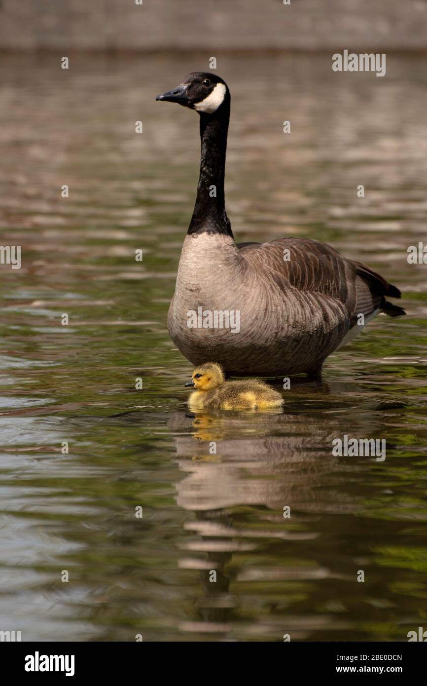 Canada goose and baby goslings Stock Photo