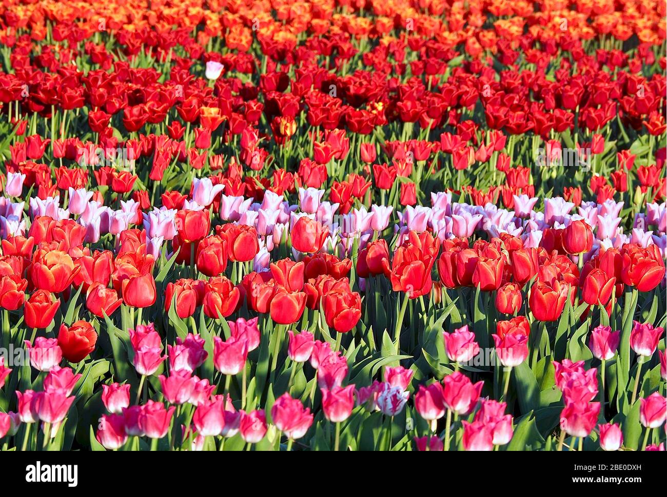 Beautiful blooming tulip close hi-res stock photography and images - Alamy