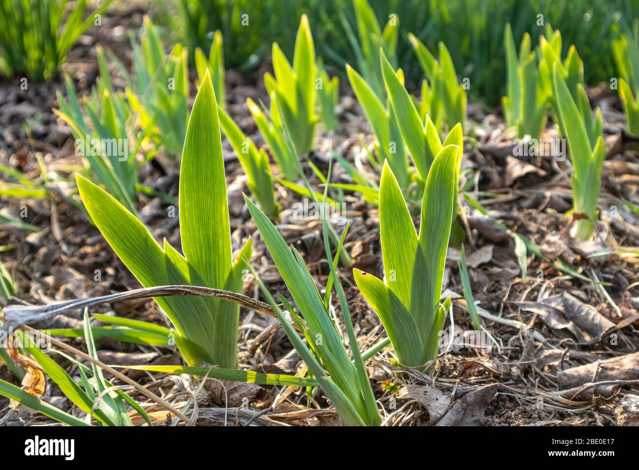 Green young flower leaves growing in garden. Spring sunny development growth Stock Photo