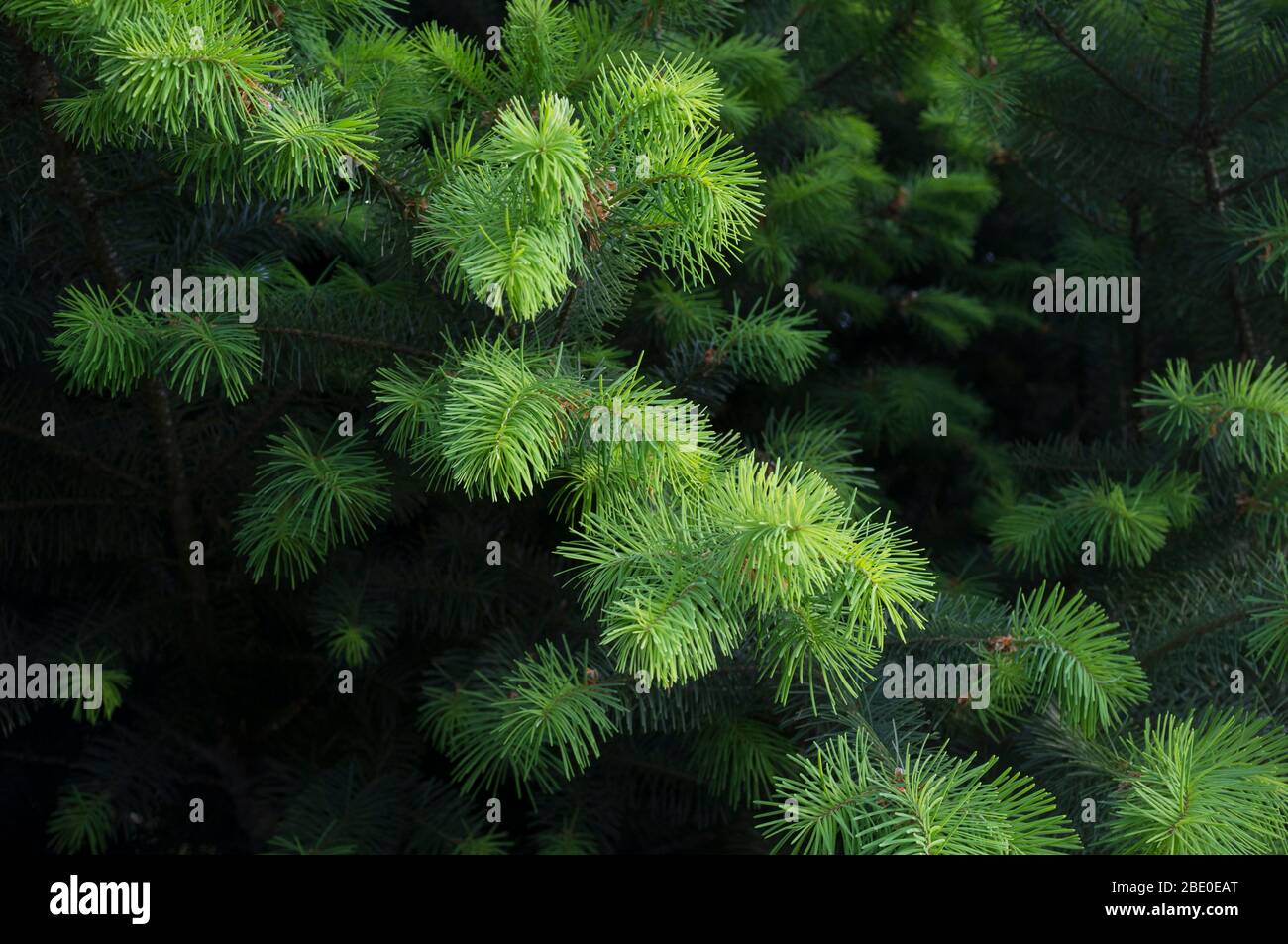 green pine background for use in presentations and graphics Stock Photo