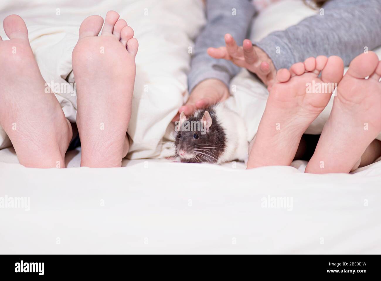 Two Kids Feet Peeking Out From Under The Blanket A Gray Decorative Rat Peeps Between Baby Feet Year Of The Rat Children Play With The Decorative Gra Stock Photo Alamy