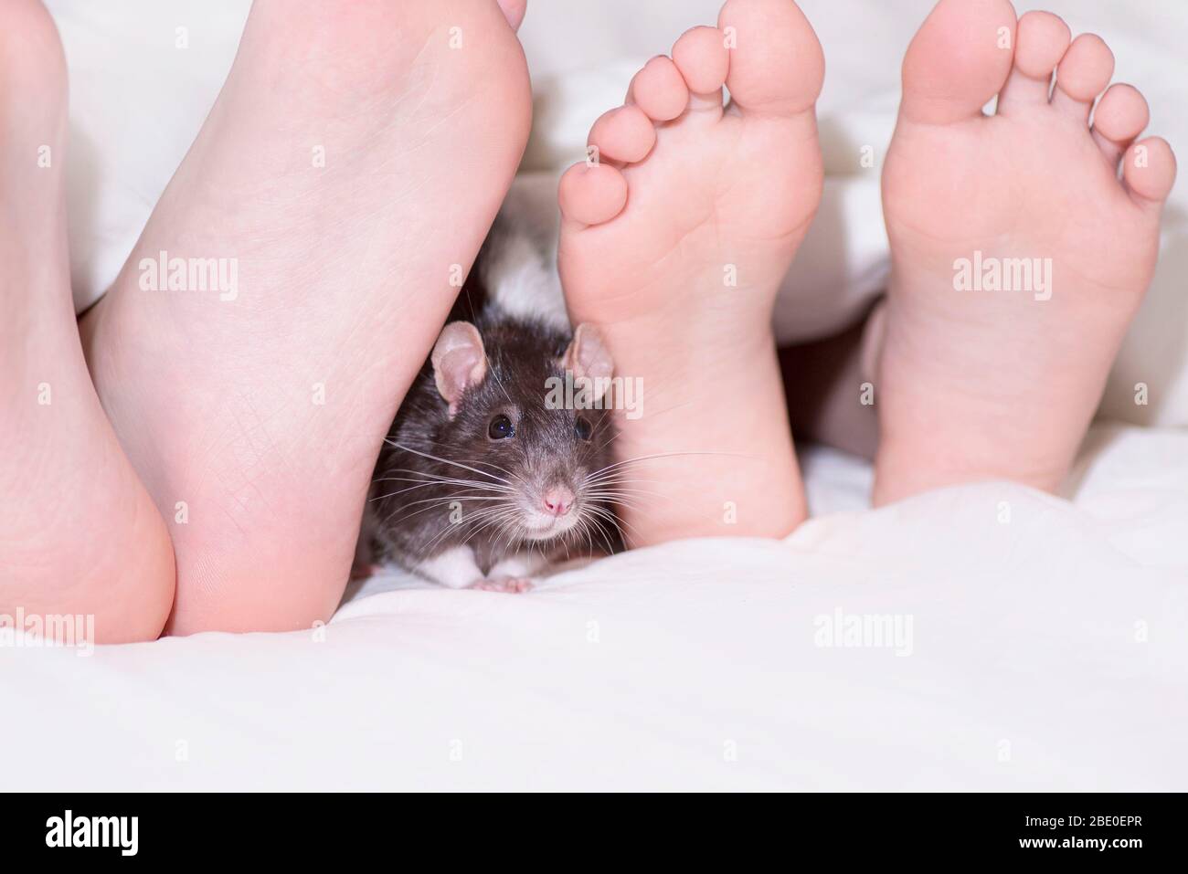 Two Kids Feet Peeking Out From Under The Blanket A Gray Decorative Rat Peeps Between Baby Feet Year Of The Rat Children Play With The Decorative Gra Stock Photo Alamy