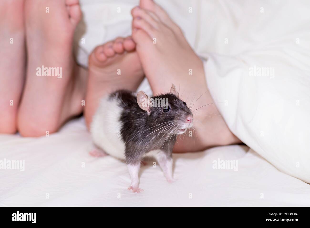 Two kids feet peeking out from under the blanket, a gray decorative rat peeps between baby feet.Year of the rat, children play with the decorative gra Stock Photo