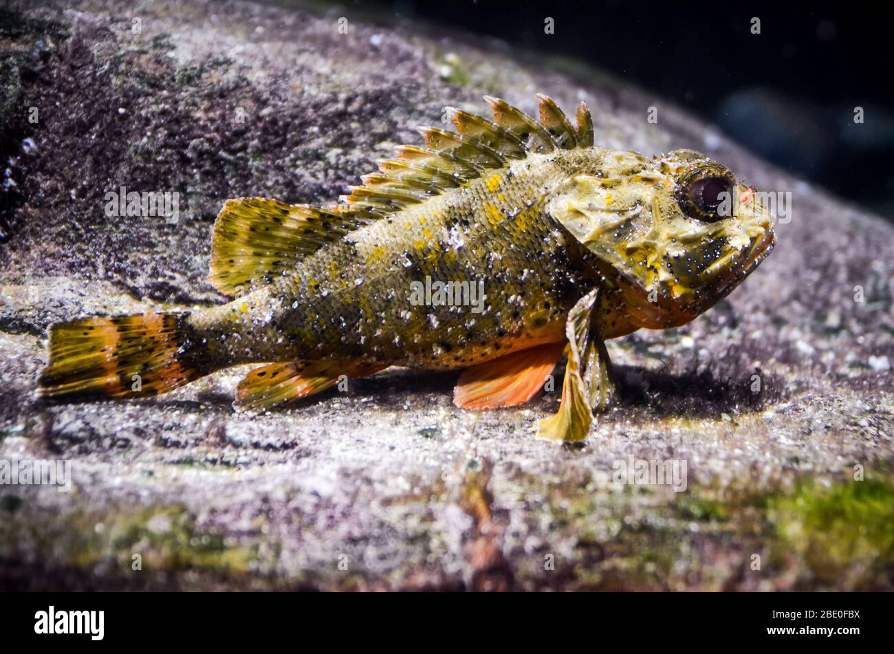 Sebastes rockfish underwater close up Stock Photo Alamy