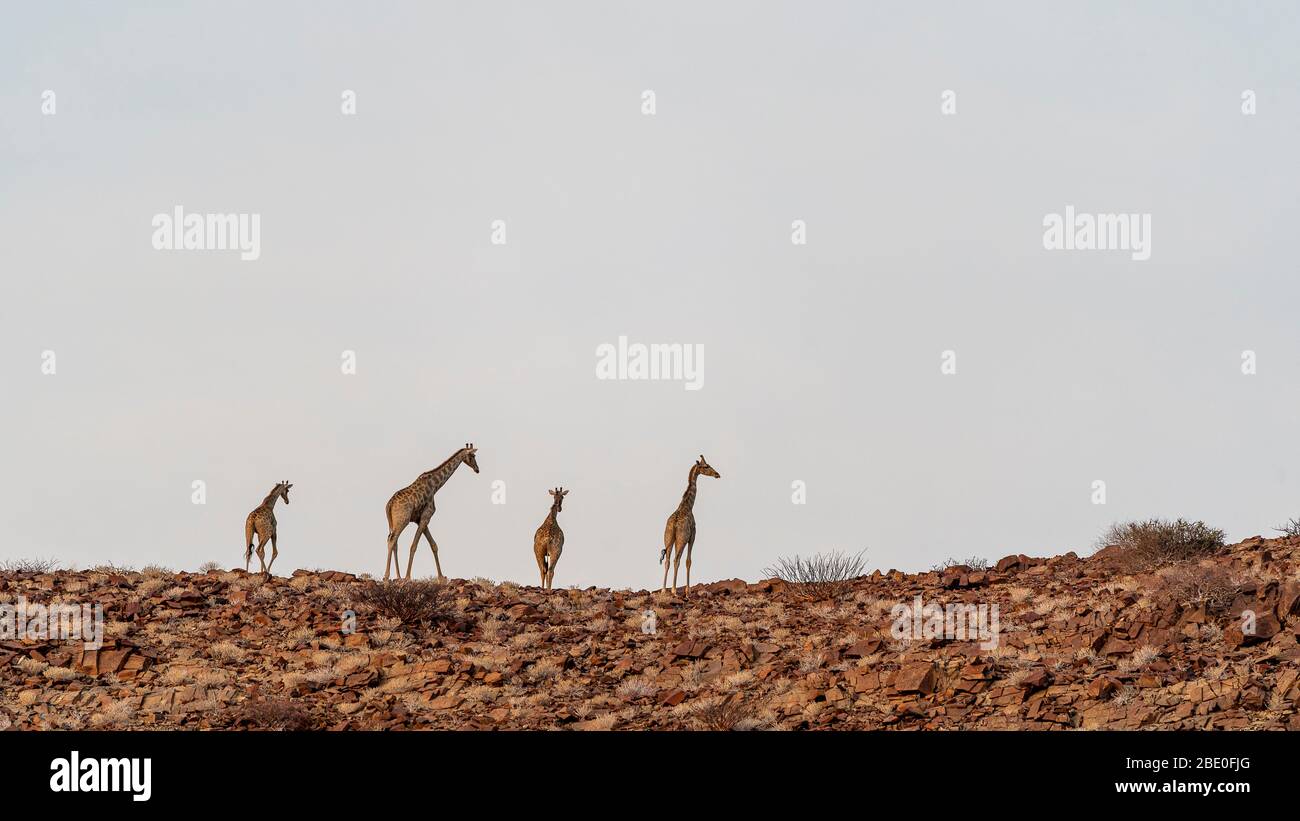 Group of giraffes hi-res stock photography and images - Alamy