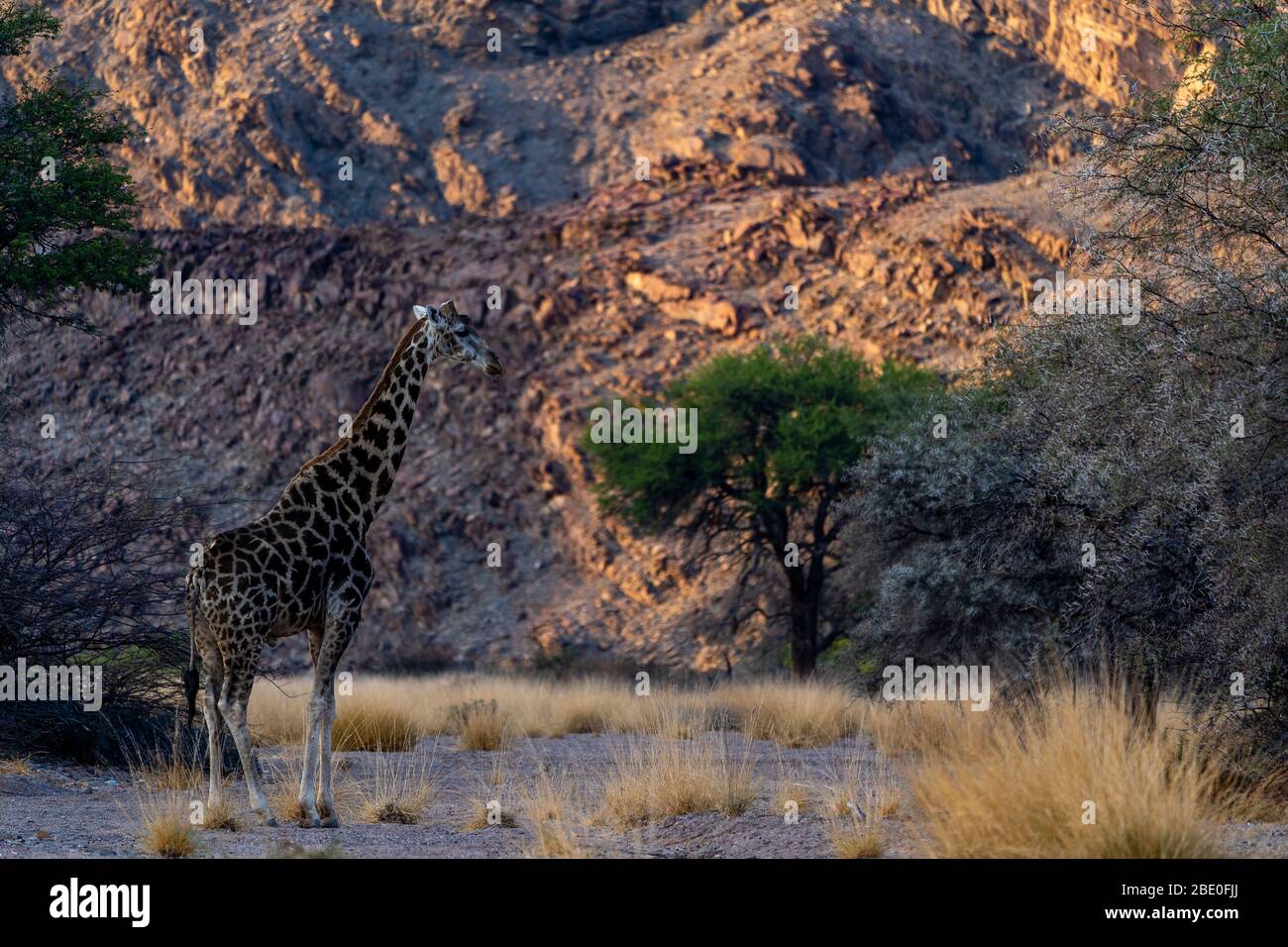 A giraffe at sunset in a canyon, in the background a rocky canyon Stock Photo