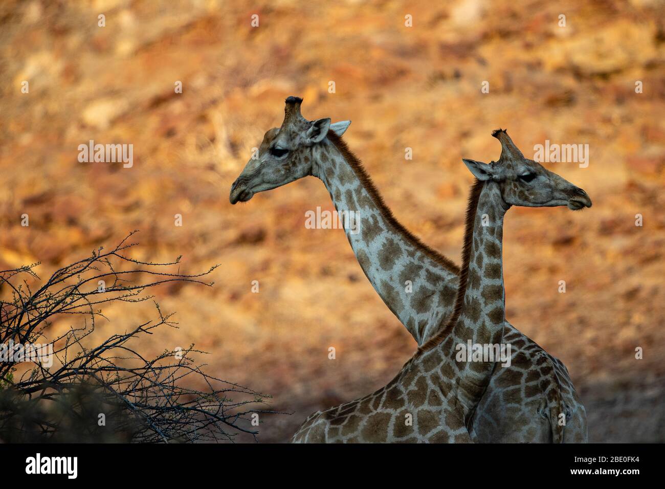 Two giraffes crossed hi-res stock photography and images - Alamy