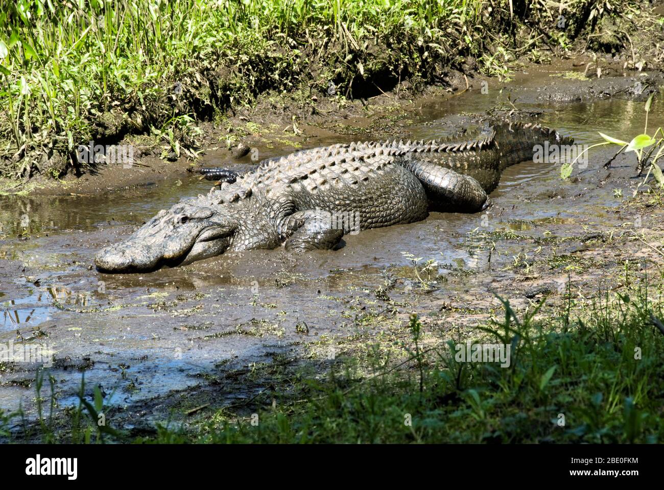 One alligator outdoors in a muddy wetland habitat in South Carolina