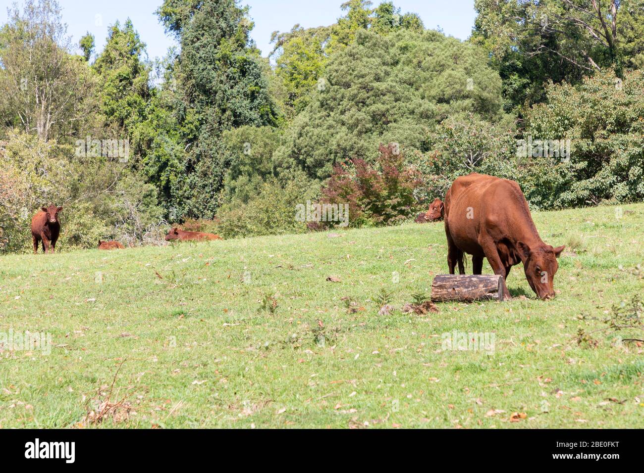 Brown cows in a green grassy field Stock Photo - Alamy