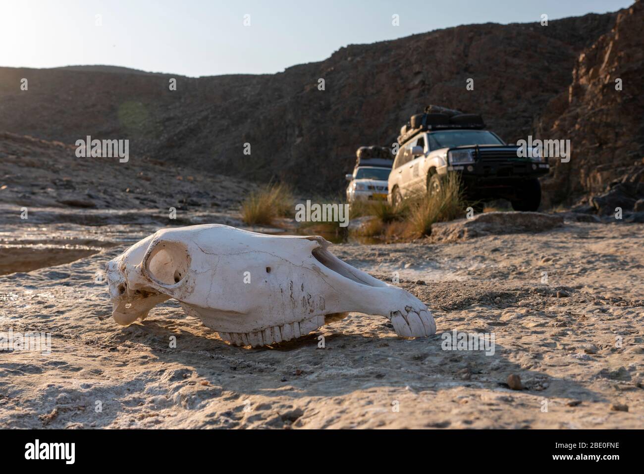 a herbivore skull rests on the rocky banks of a river in a canyon Stock Photo