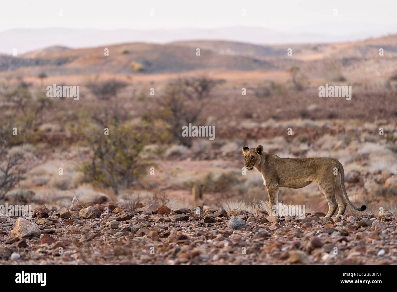 a young desert lion is standing and looking in our direction Stock Photo