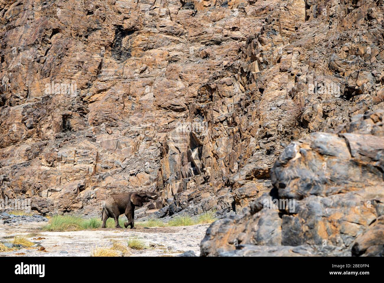 an elephant quenches its thirst in a hot canyon Stock Photo