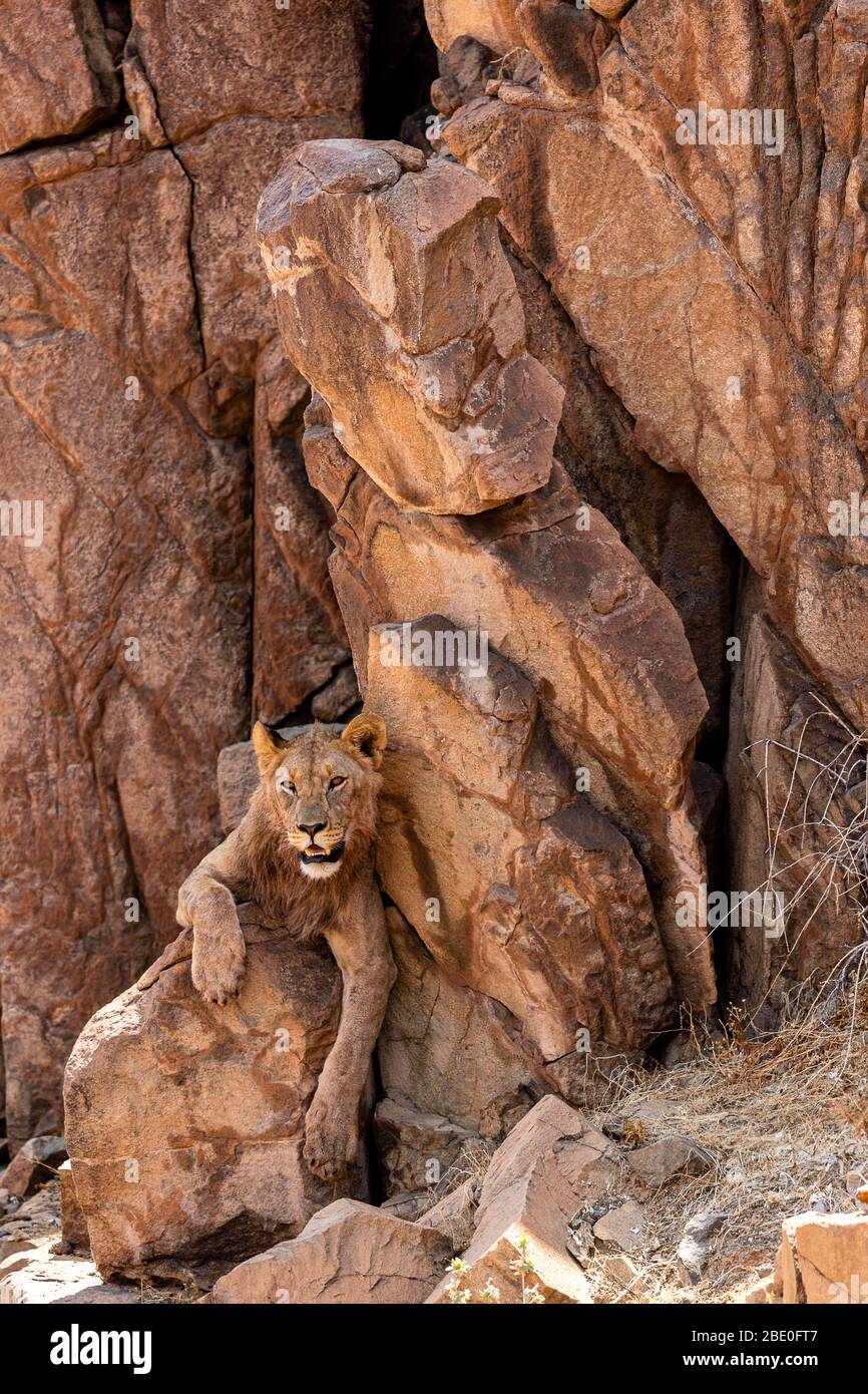 a desert lion rests in the shade of a cliff Stock Photo