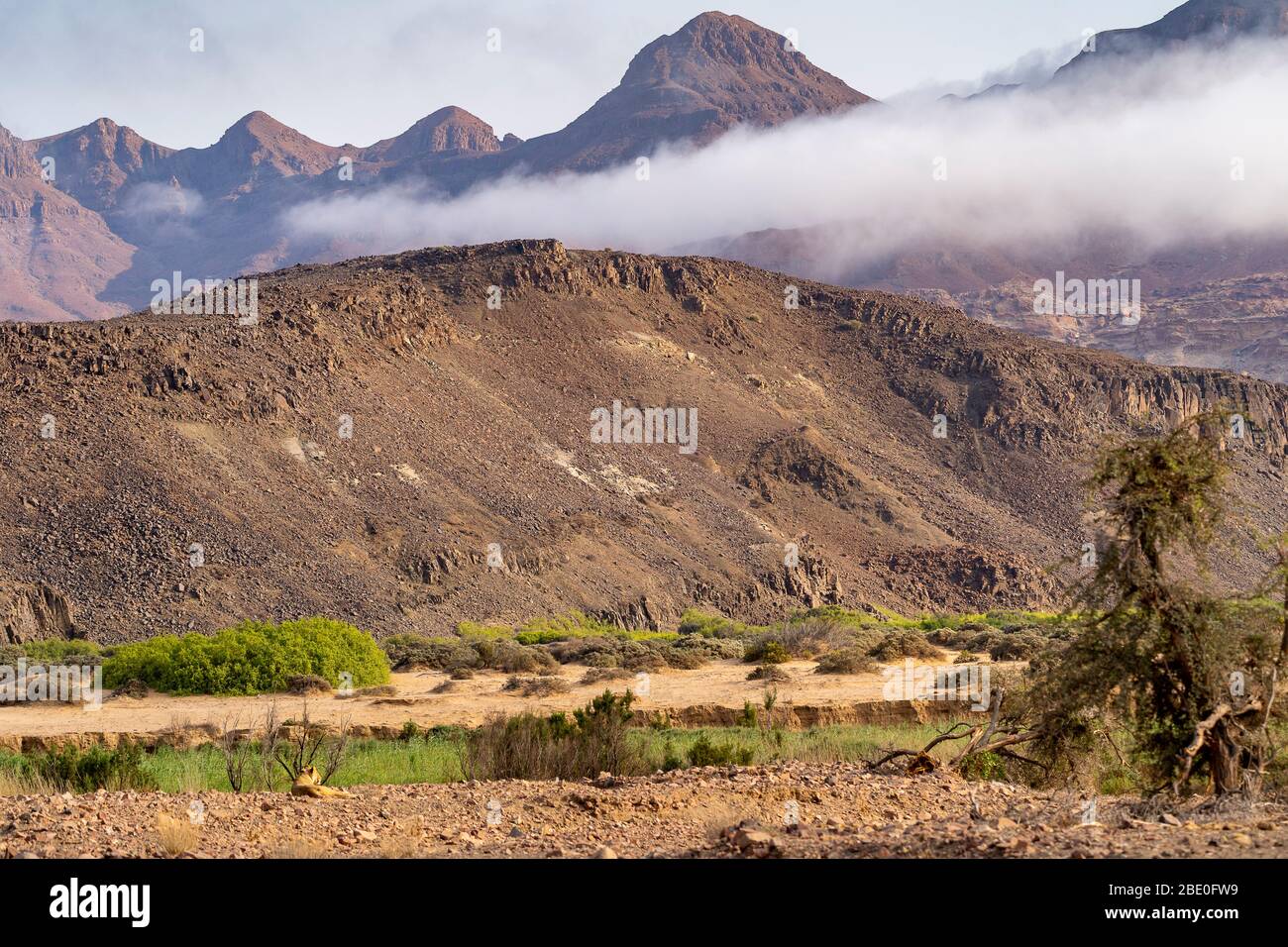 a desert lion is resting with the mountains in the background Stock Photo