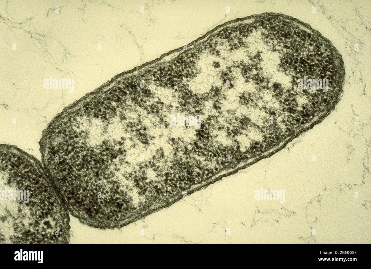 Escherichia coli. Stock Photo