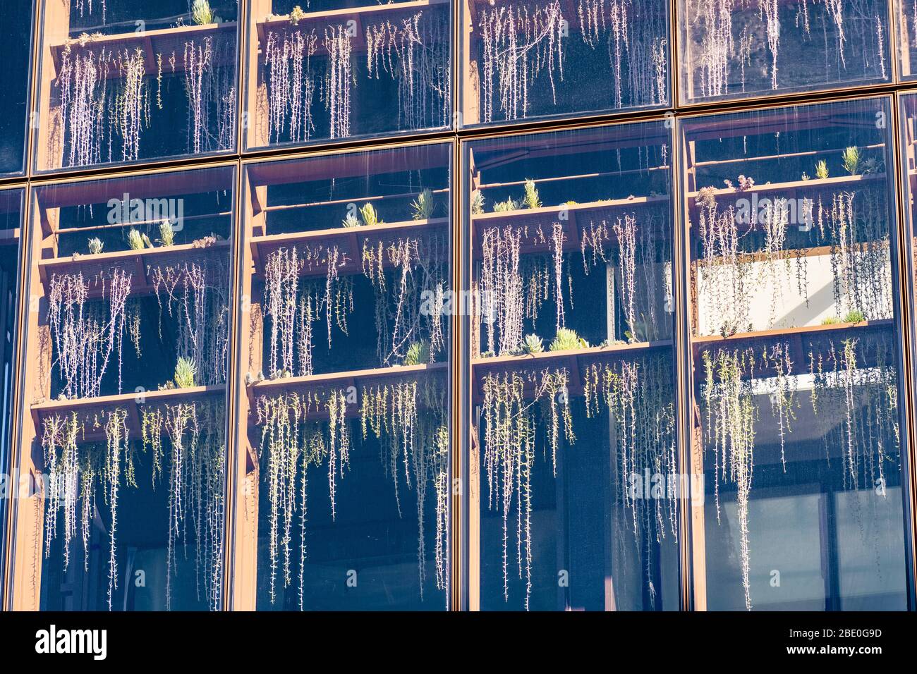 Close up of building wall made of large window panes, with succulent plants seen behind the glass, forming a vertical garden Stock Photo