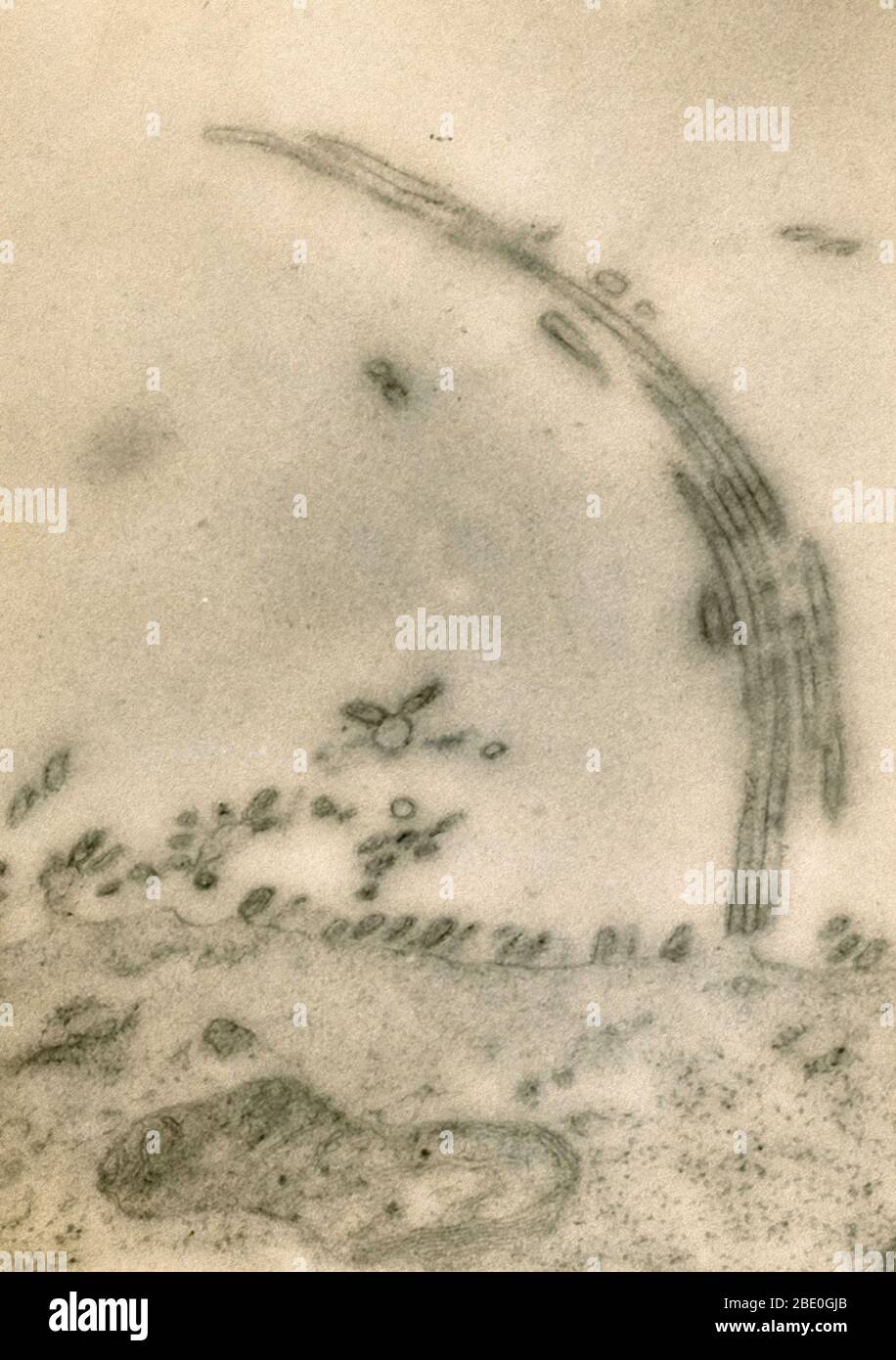 Transmission Electron Micrograph (TEM) of Influenza A. Influenza A virus causes influenza in birds and some mammals, and is the only species of influenza virus A. Influenza virus A is a genus of the Orthomyxoviridae family of viruses. Strains of all subtypes of influenza A virus have been isolated from wild birds, although disease is uncommon. Some isolates of influenza A virus cause severe disease both in domestic poultry and, rarely, in humans. Occasionally, viruses are transmitted from wild aquatic birds to domestic poultry, and this may cause an outbreak or give rise to human influenza pan Stock Photo