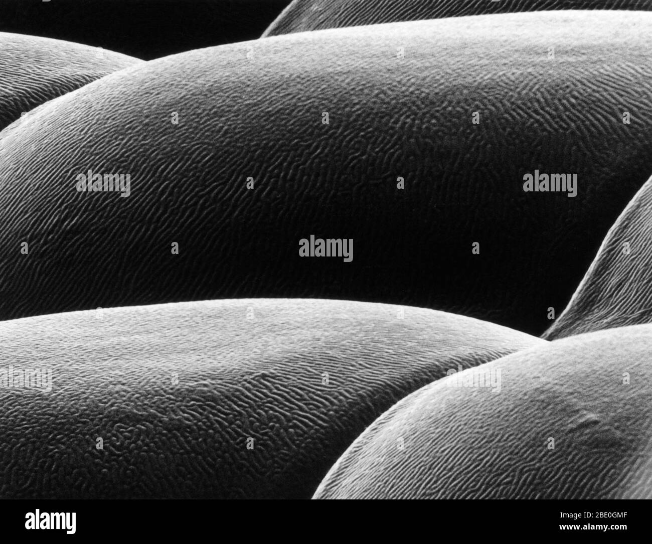 Deer fly eye viewed under a scanning electron microscope.  The large, green iridescent eyes of the deer fly are made up of thousands of individual lenses which allow the fly to see in slow motion. Each lens is approximately 25 microns in diameter. (Magnification of 20,000x at print size 8'x11') Stock Photo