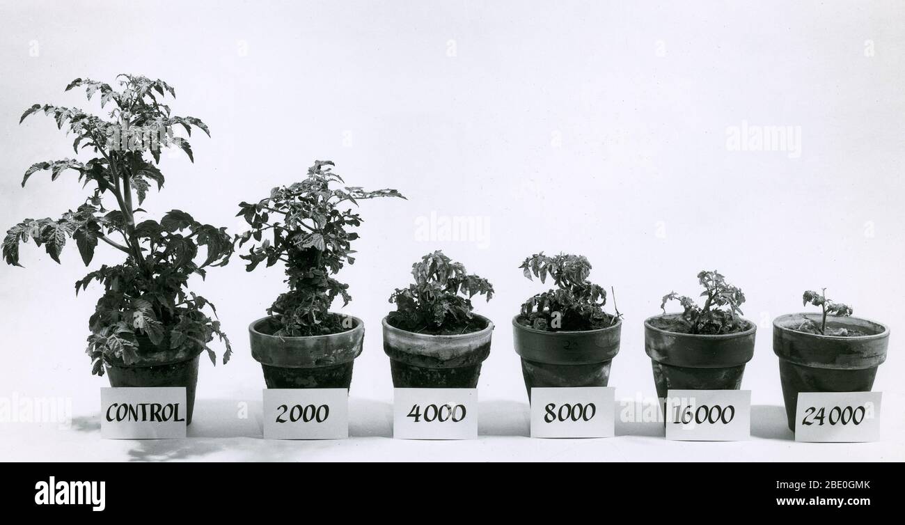 Stunted tomato plants reveal the effects of different amounts of gamma radiation received in an experiment at Brookhaven National Laboratory, Upton, New York. The plant at right was heavily irradiated (24000 kilorads) while the one at left got no radiation at all, and everything in between received the labeled amount of radiation. Stock Photo