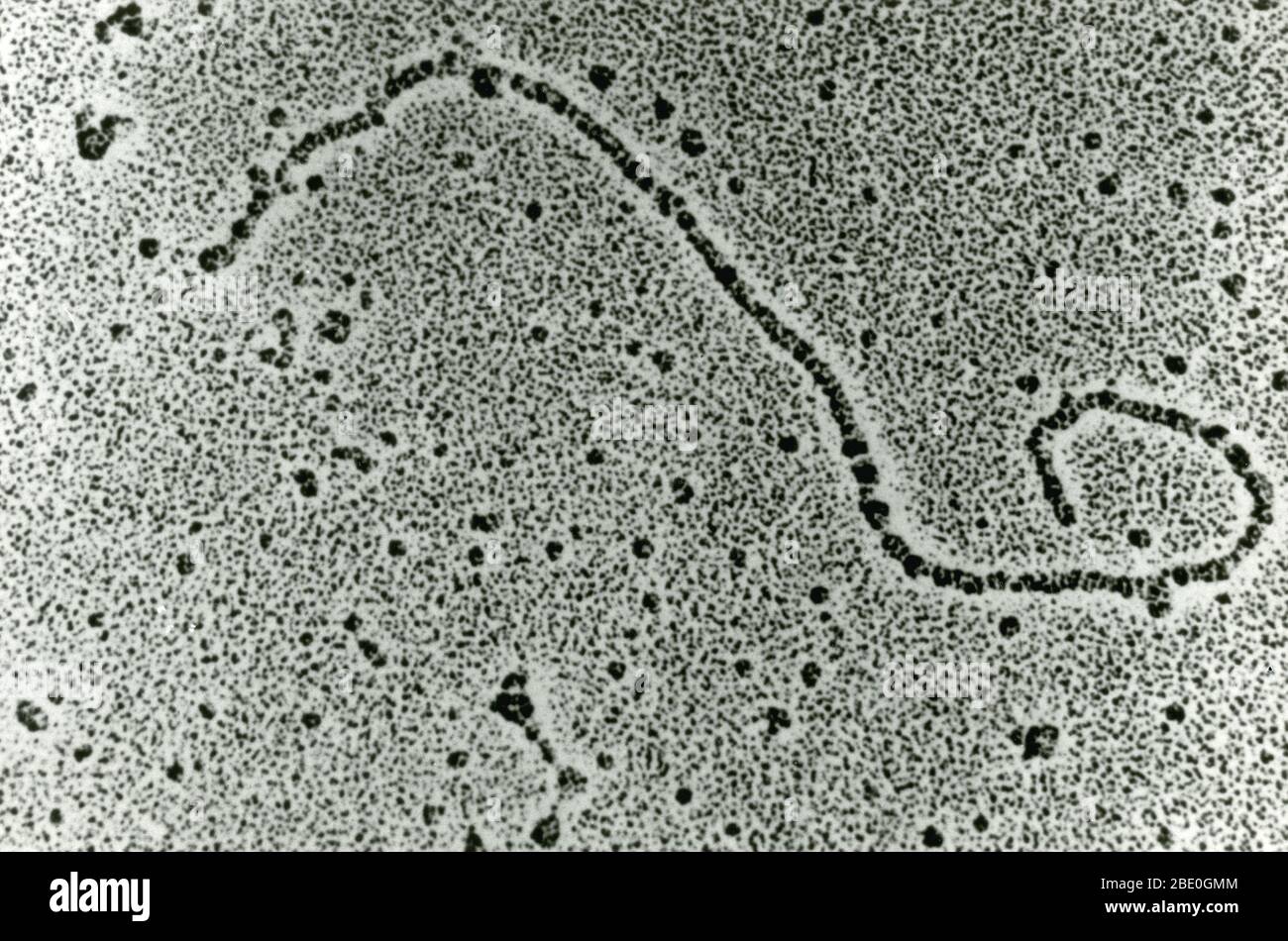 Transmission Electron Micrograph (TEM) of a single strand of Deoxyribonucleic acid (DNA). DNA is a molecule that carries the genetic instructions used in the growth, development, functioning and reproduction of all known living organisms and many viruses. DNA and ribonucleic acid (RNA) are nucleic acids; alongside proteins, lipids and complex carbohydrates (polysaccharides), they are one of the four major types of macromolecules that are essential for all known forms of life. Most DNA molecules consist of two biopolymer strands coiled around each other to form a double helix. DNA is comprised Stock Photo