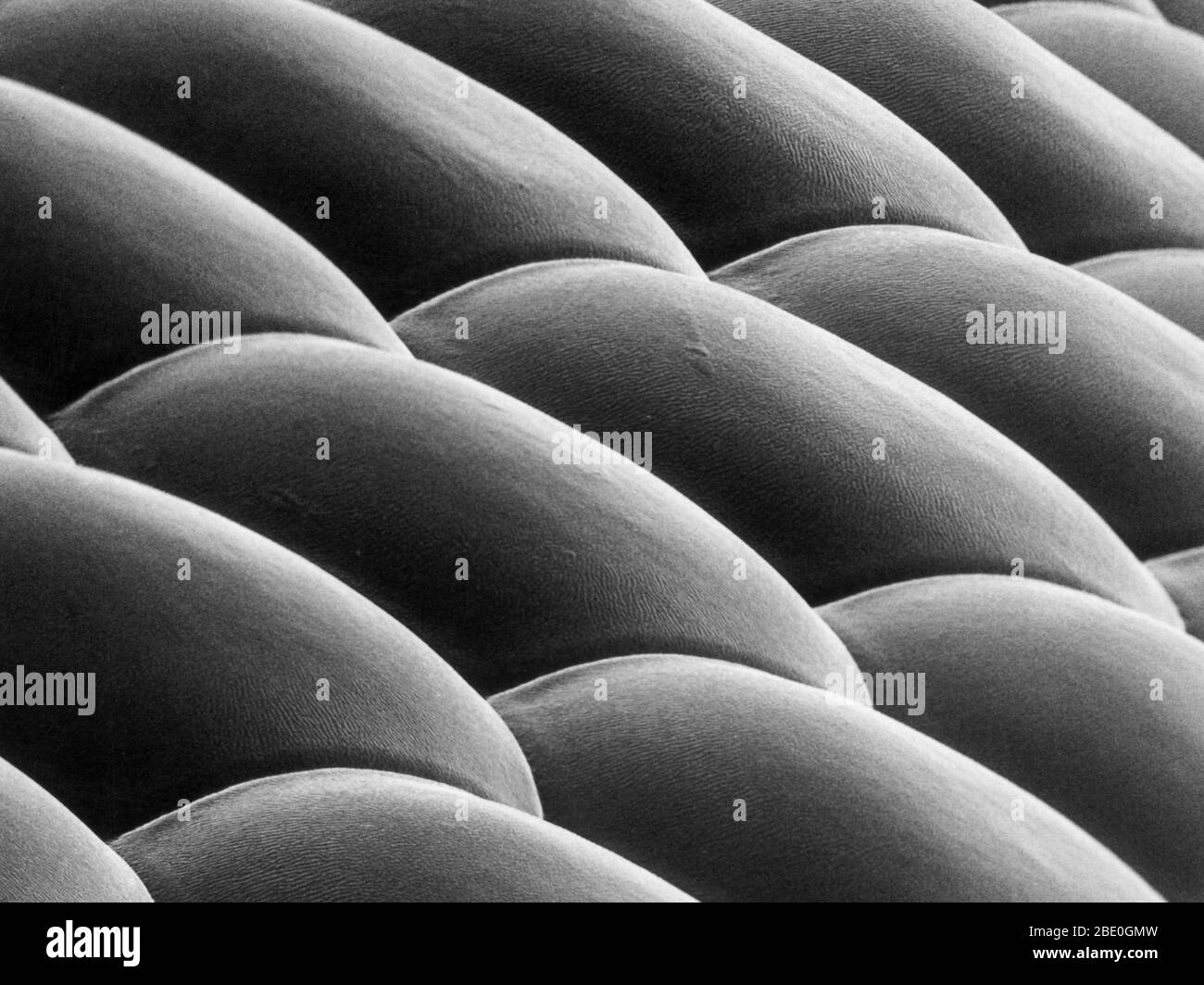 Deer fly eye viewed under a scanning electron microscope.  The large, green iridescent eyes of the deer fly are made up of thousands of individual lenses which allow the fly to see in slow motion. Each lens is approximately 25 microns in diameter. (Magnification of 8,000x at print size 8'x11') Stock Photo