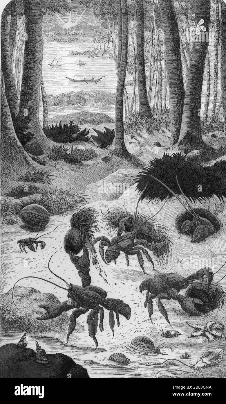 Drawing entitled 'The Robber Crab,' from a book called 'What Mr. Darwin saw in his voyage round the world in the ship 'Beagle,'' published in 1879. Stock Photo