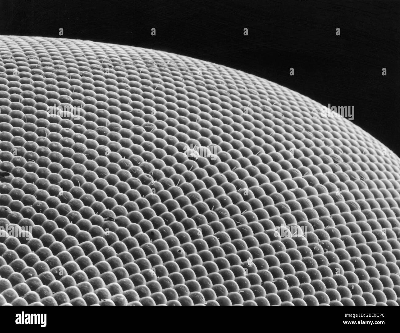 Deer fly eye viewed under a scanning electron microscope.  The large, green iridescent eyes of the deer fly are made up of thousands of individual lenses which allow the fly to see in slow motion. Each lens is approximately 25 microns in diameter. Note the short, protective hairs that emerge from the eye's surface between some of the lenses. (Magnification of 440x at print size 8'x11') Stock Photo